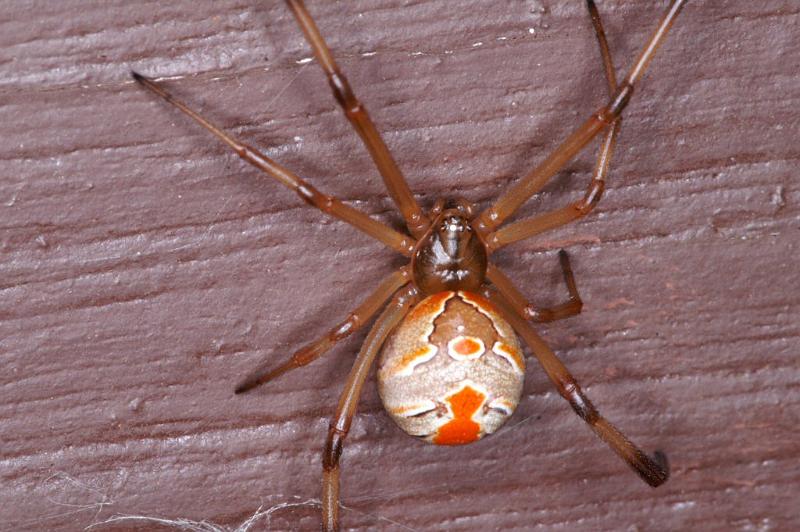Latrodectus_hasselti_D3411_Z_88_E. of Nuendah homestead_Australie.jpg